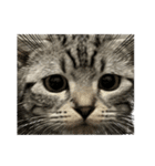 アメショのマーチ（個別スタンプ：2）