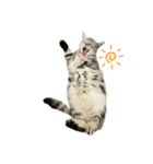 アメショのマーチ（個別スタンプ：3）