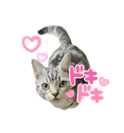 アメショのマーチ（個別スタンプ：4）