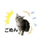 アメショのマーチ（個別スタンプ：5）