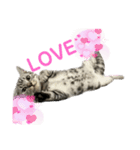 アメショのマーチ（個別スタンプ：6）