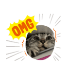 アメショのマーチ（個別スタンプ：7）