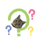 アメショのマーチ（個別スタンプ：8）