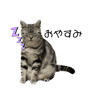 アメショのマーチ（個別スタンプ：9）