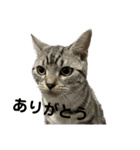 アメショのマーチ（個別スタンプ：10）