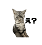 アメショのマーチ（個別スタンプ：11）