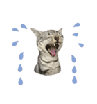 アメショのマーチ（個別スタンプ：12）