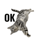 アメショのマーチ（個別スタンプ：13）