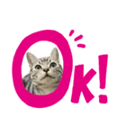 アメショのマーチ（個別スタンプ：14）