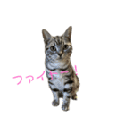 アメショのマーチ（個別スタンプ：15）