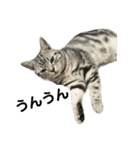 アメショのマーチ（個別スタンプ：16）