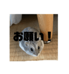 結構使える！げっしーズ！（個別スタンプ：13）