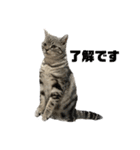 アメショのマーチ2（個別スタンプ：1）