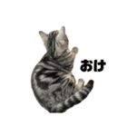 アメショのマーチ2（個別スタンプ：2）