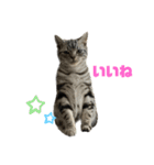 アメショのマーチ2（個別スタンプ：3）