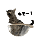 アメショのマーチ2（個別スタンプ：4）