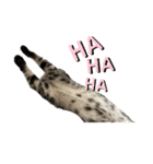 アメショのマーチ2（個別スタンプ：5）