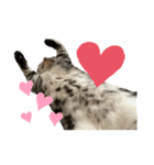 アメショのマーチ2（個別スタンプ：6）