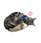 アメショのマーチ2（個別スタンプ：7）