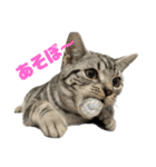 アメショのマーチ2（個別スタンプ：8）