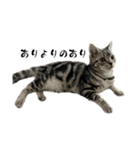 アメショのマーチ2（個別スタンプ：9）