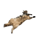 アメショのマーチ2（個別スタンプ：10）