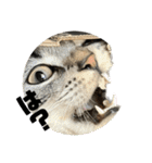 アメショのマーチ2（個別スタンプ：11）