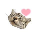 アメショのマーチ2（個別スタンプ：13）