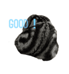 アメショのマーチ2（個別スタンプ：14）