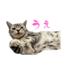 アメショのマーチ2（個別スタンプ：15）