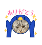 アメショのマーチ2（個別スタンプ：16）