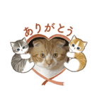 ねこちゃんのかわいいあいさつ（個別スタンプ：8）