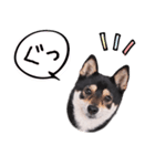 うちのコStamp No:2880（個別スタンプ：2）