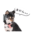 うちのコStamp No:2880（個別スタンプ：4）