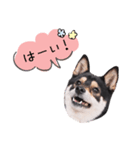 うちのコStamp No:2880（個別スタンプ：8）