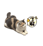 りんです。1（個別スタンプ：6）