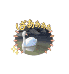 動く白柴犬みかんとゆかいななかまたち（個別スタンプ：6）