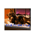 動く可愛い黒猫ハルトとロビン（個別スタンプ：21）