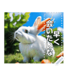 にんじん畑の白ウサギ（個別スタンプ：21）
