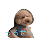 ちゃすけのスタンプ1（個別スタンプ：13）