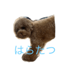 ちゃすけのスタンプ1（個別スタンプ：32）