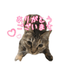 猫カフェ坪井家（個別スタンプ：3）