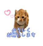 猫カフェ坪井家（個別スタンプ：4）