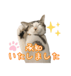 猫カフェ坪井家（個別スタンプ：5）