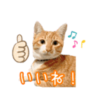 猫カフェ坪井家（個別スタンプ：6）