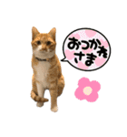 猫カフェ坪井家（個別スタンプ：7）