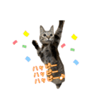 猫カフェ坪井家（個別スタンプ：8）