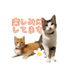 猫カフェ坪井家（個別スタンプ：9）