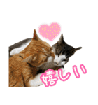 猫カフェ坪井家（個別スタンプ：10）