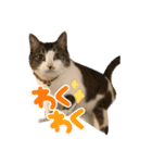 猫カフェ坪井家（個別スタンプ：11）